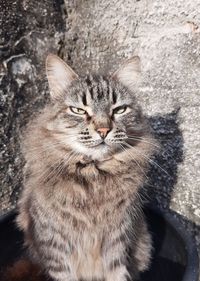 Close-up portrait of tabby cat