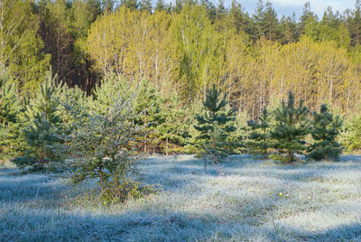 Scenic view of forest