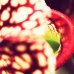 Close-up of red flowering plant