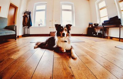 Portrait of dog sitting on hardwood floor at home