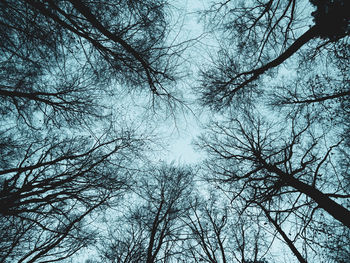 Low angle view of bare trees against sky