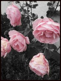 Close-up of pink rose