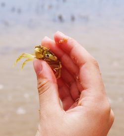 Close-up of a hand with a small crab
 

