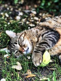 Cat relaxing on field