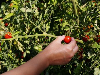 Cropped image of hand holding strawberry