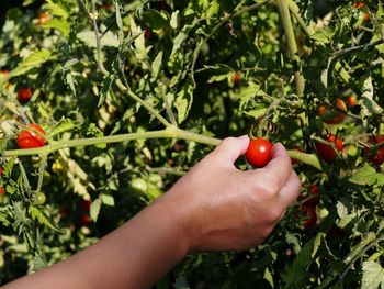 Cropped image of hand holding strawberry