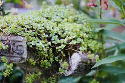 Close-up of plants growing on field