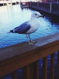 Close-up of bird perching on wood