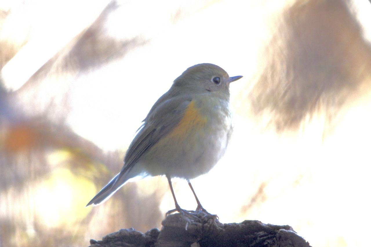 bird, animal themes, animal, animal wildlife, wildlife, one animal, perching, nature, beak, day, sunbeam, outdoors, sunlight, no people, tree, beauty in nature