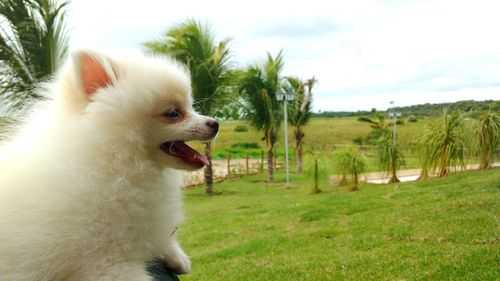 Close-up of dog on field against sky