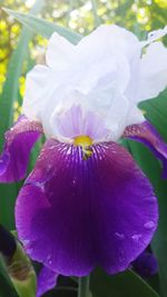 Close-up of purple flower blooming outdoors