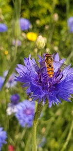 Close-up of bee pollinating on purple flower