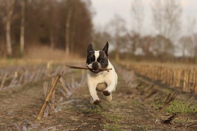 Portrait of dog on field