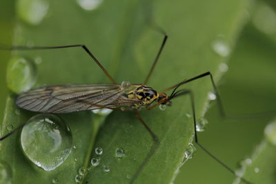 Close-up of insect on leaf