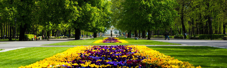 Trees in park