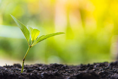 Close-up of small plant growing outdoors