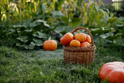 A basket with freshly picked pumpkins is placed on the edge of the garden. harvest time