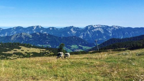 Cows grazing on field against mountains