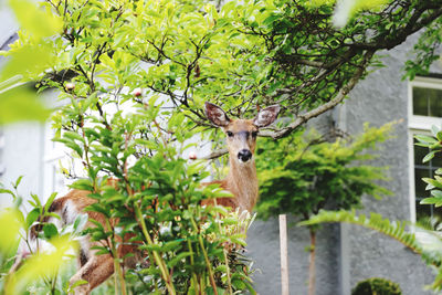 Deer in a tree