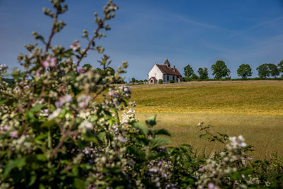 Plants growing on field against buildings