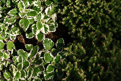 High angle view of trees growing in forest