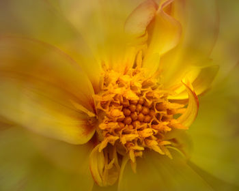 Close-up of yellow flowering plant