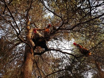 Low angle view of birds perching on bare tree
