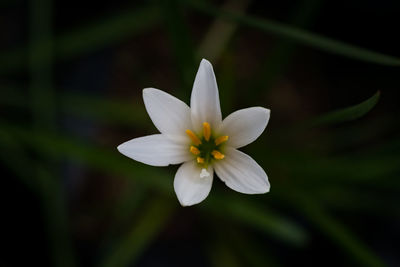 Close-up of white flowering plant