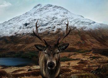 Portrait of deer on mountain