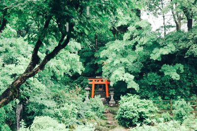 Trees growing in forest