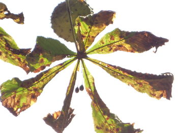 Close-up of green leaves on white background