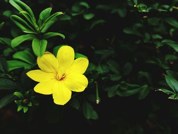 Close-up of yellow flowers