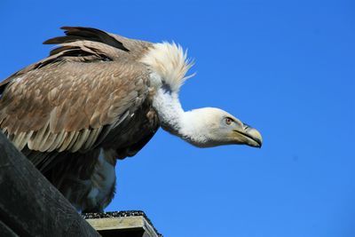 Close-up of seagull against clear blue sky