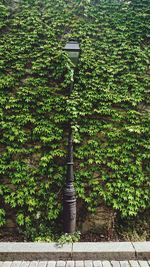 Ivy growing on wall by street