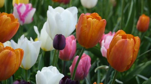 Close-up of purple tulips