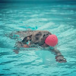 Portrait of dog swimming in pool