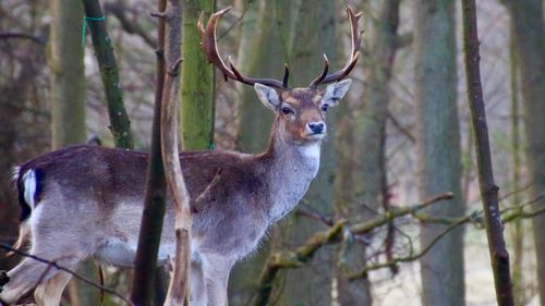 Deer in forest