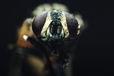 Close-up of spider