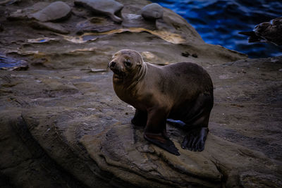 High angle view of sea lion