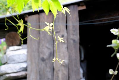 Close-up of plant