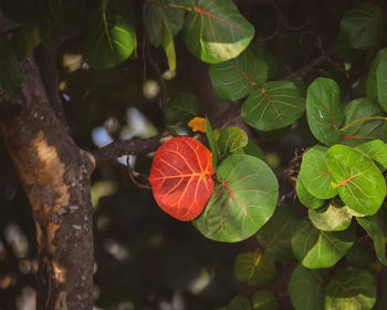 Close-up of red berries growing on tree