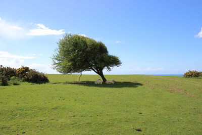 Trees on field against sky