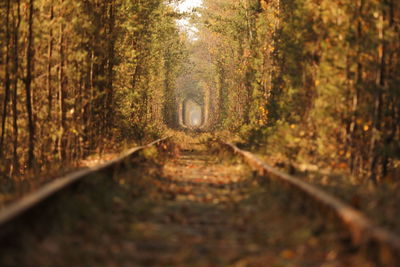 Surface level of dirt road along trees in forest