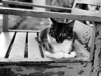 Portrait of cat sitting on bench