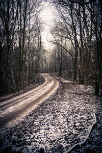 Road passing through forest