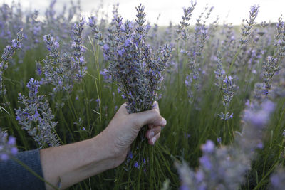 Cropped hand of woman holding purple flowering plants on land