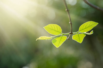 Close-up of plant