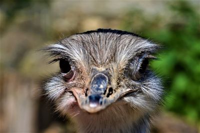 Close-up portrait of a bird