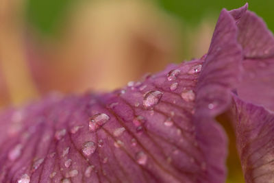 Close-up of wet pink flower