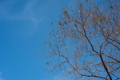 Low angle view of bare tree against blue sky